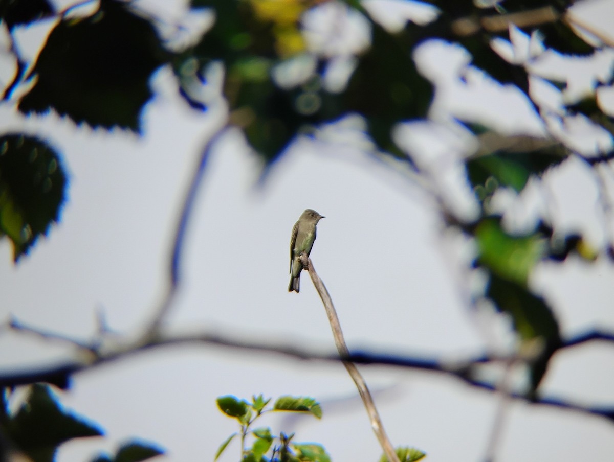Western Wood-Pewee - ML641028149