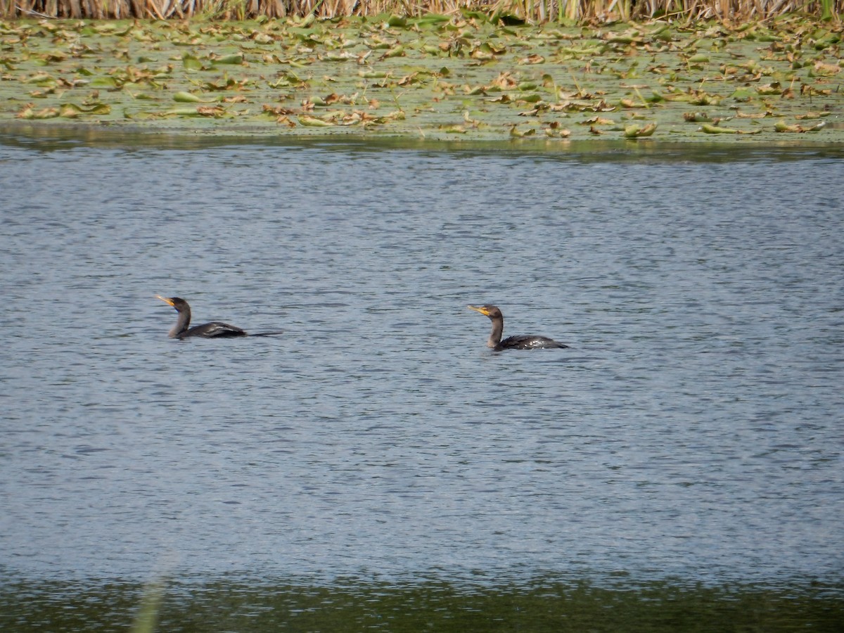 Cormoran à aigrettes - ML641028180