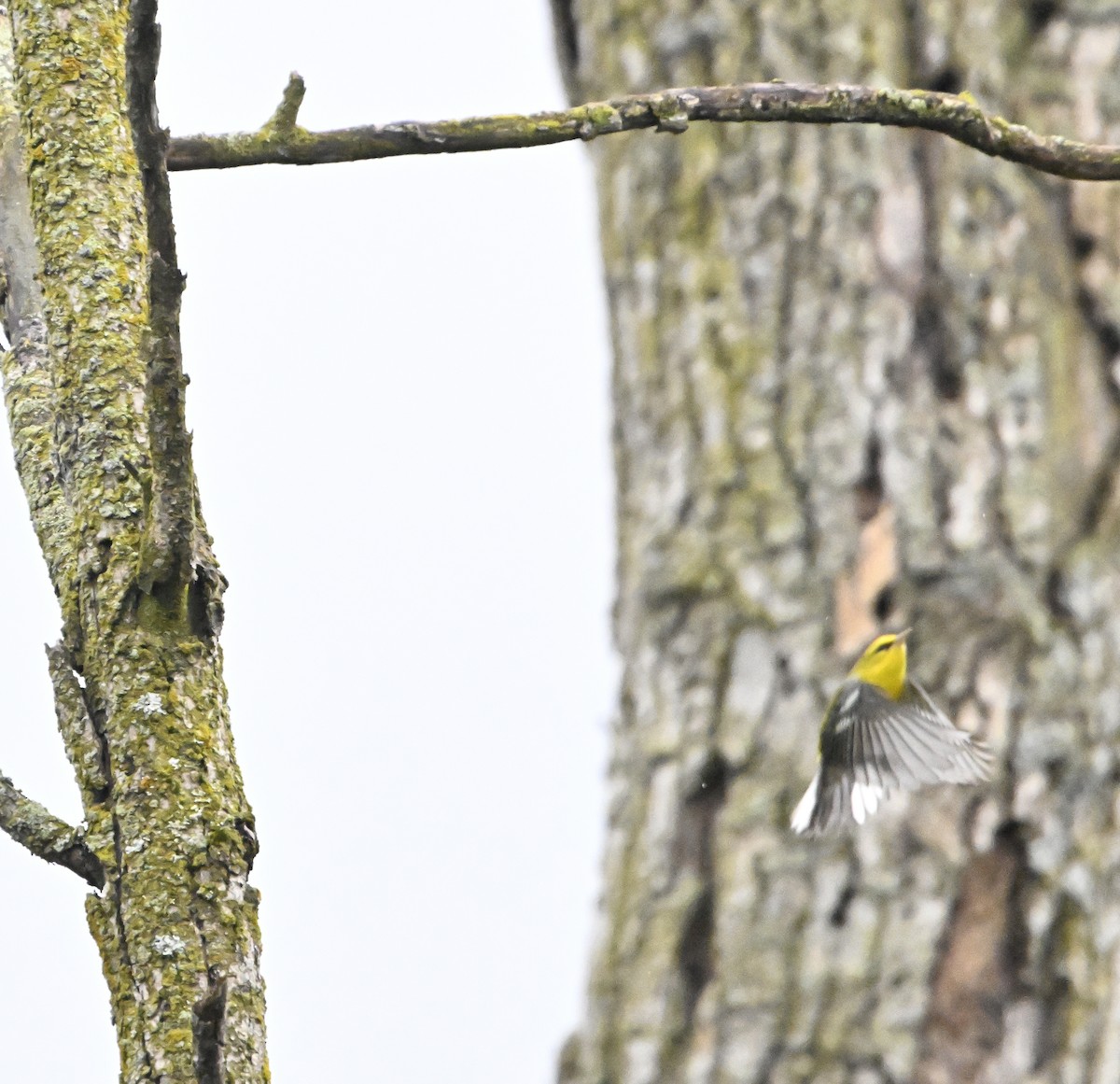 Blue-winged Warbler - ML641028200