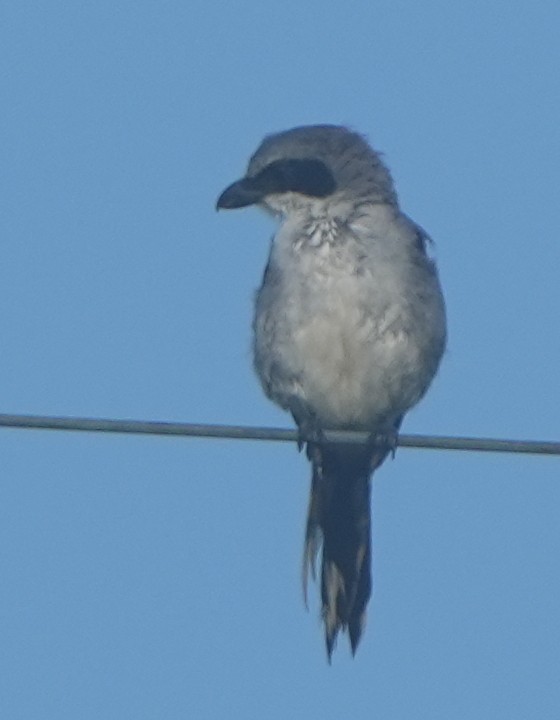 Loggerhead Shrike - ML641028228