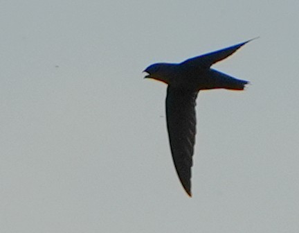 Chimney Swift - ML641028239