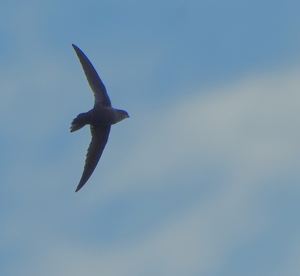 Chimney Swift - ML641028245