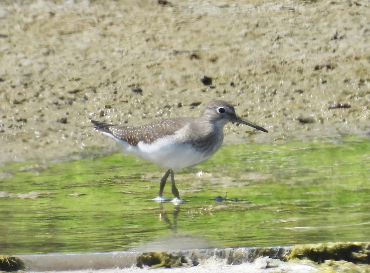 Solitary Sandpiper - ML641028248