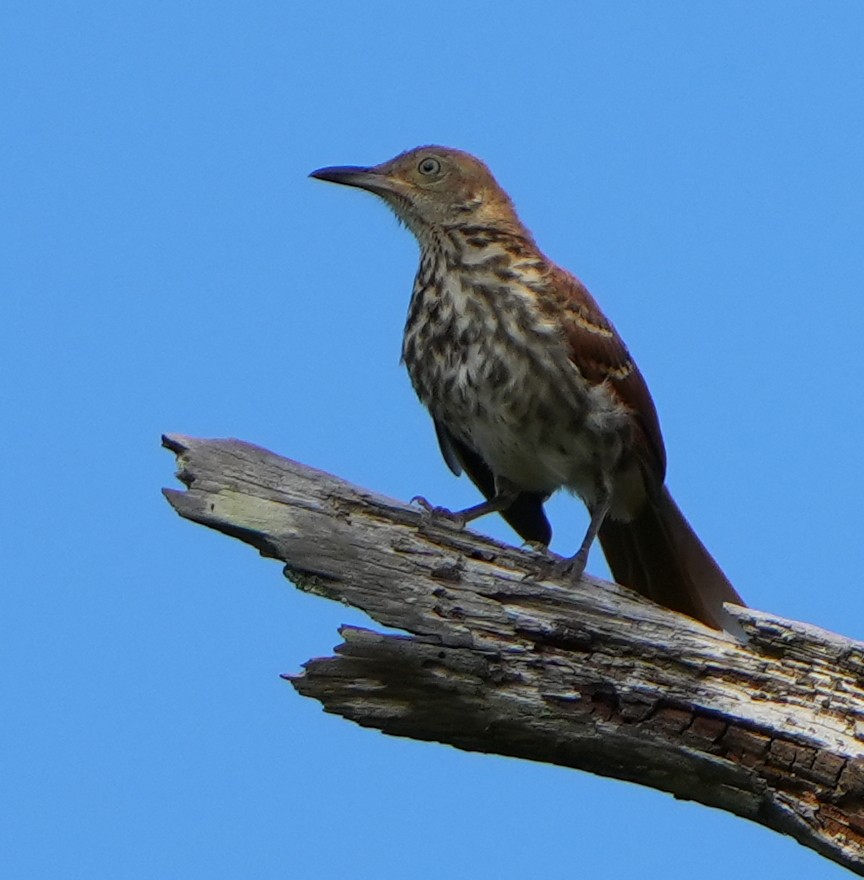 Brown Thrasher - ML641028261