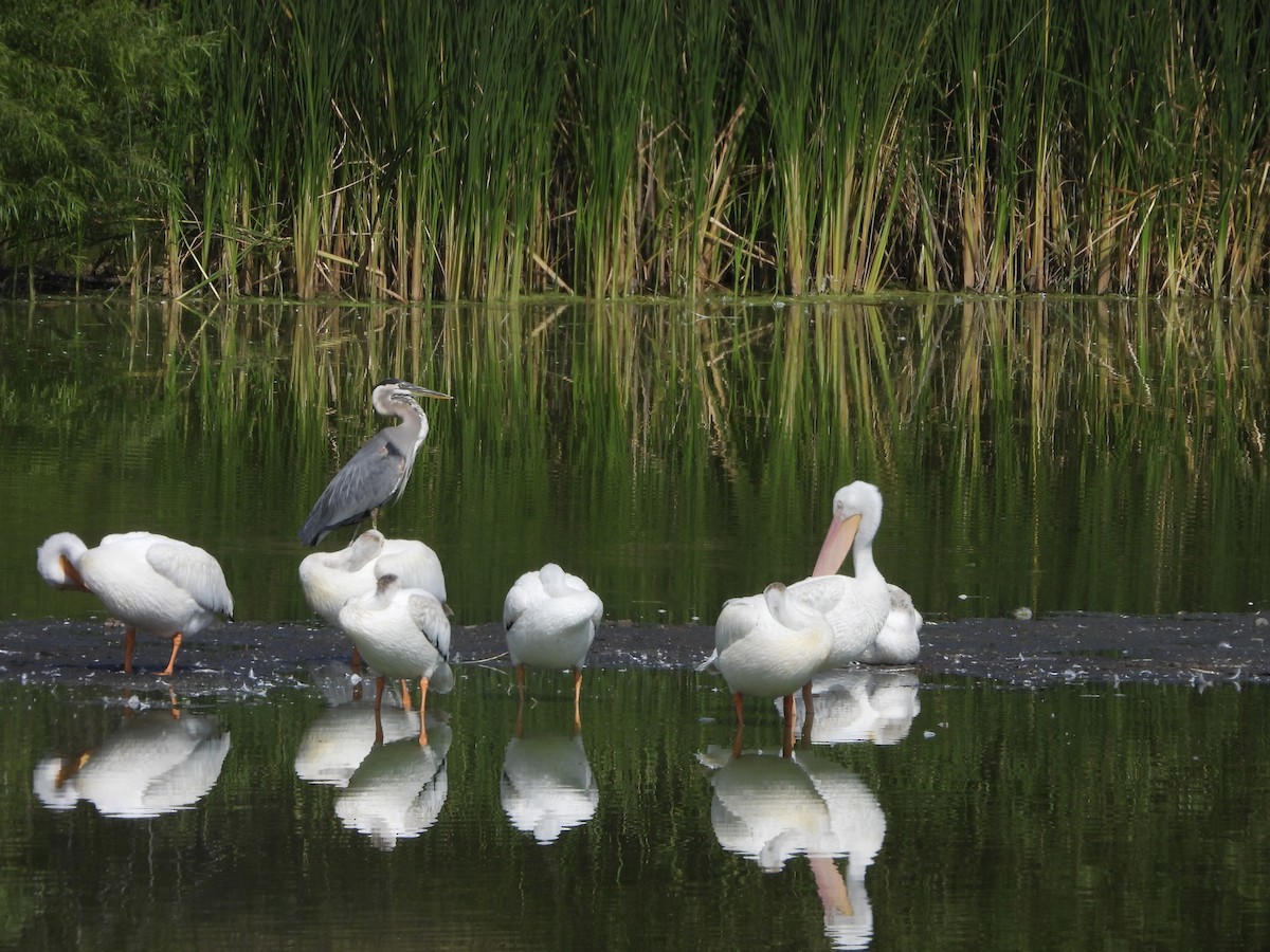 American White Pelican - ML641028272