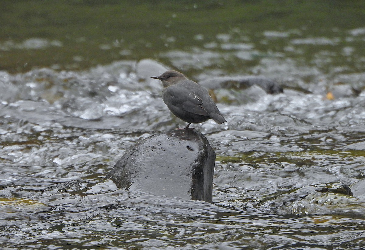 American Dipper - ML641028312