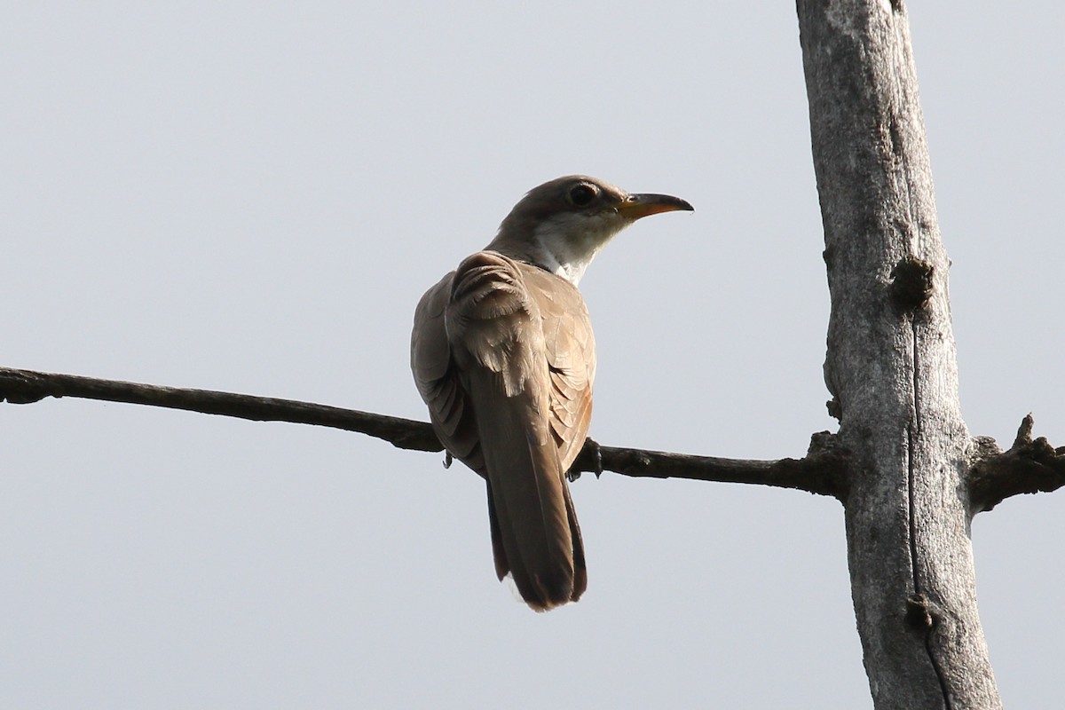 Yellow-billed Cuckoo - ML641028323