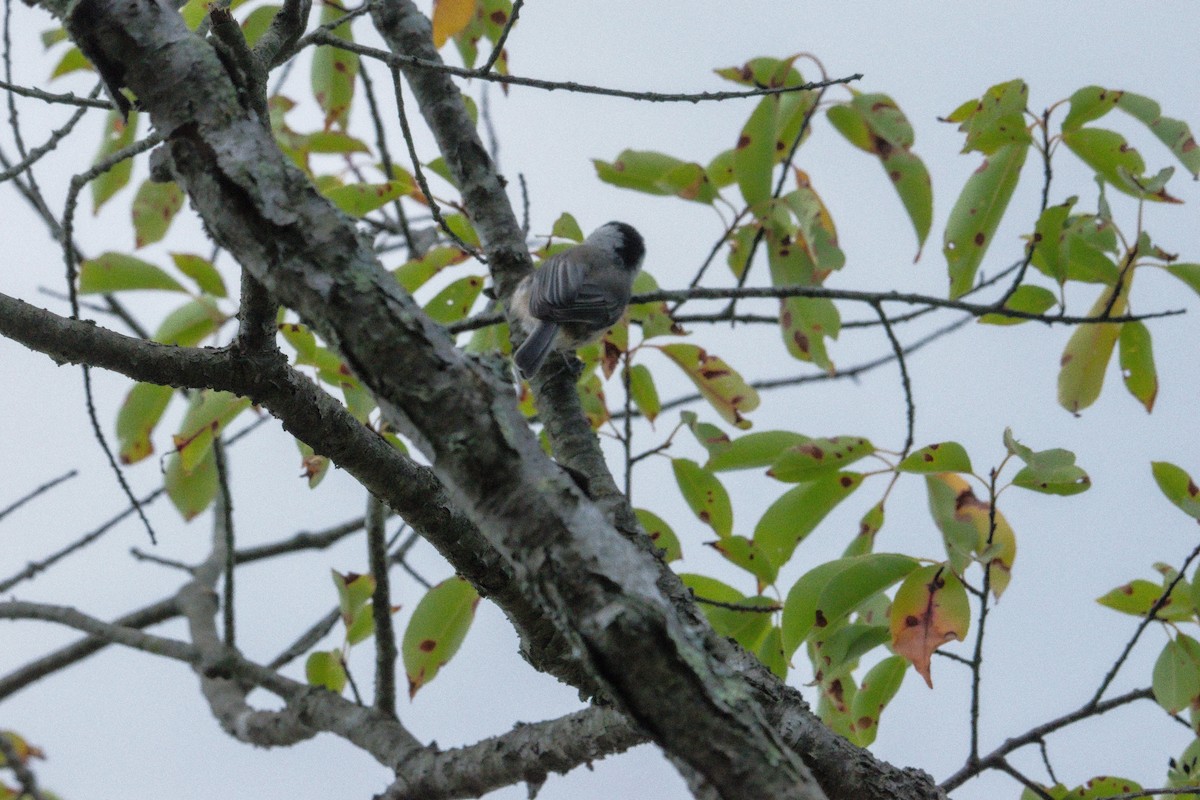 Carolina Chickadee - ML641028330
