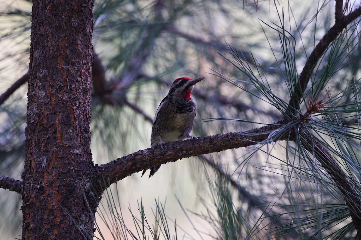 Red-naped Sapsucker - ML641028340