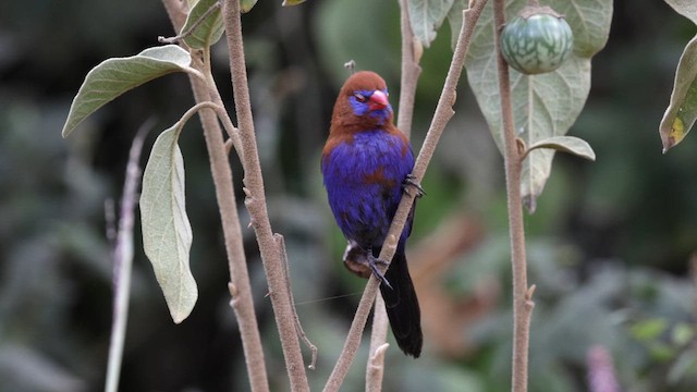 Purple Grenadier - ML641028352