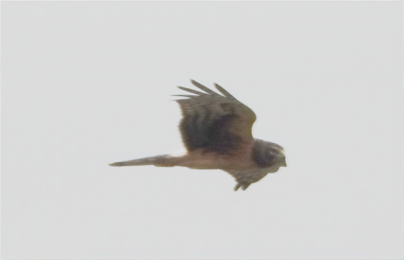 Northern Harrier - ML641028362