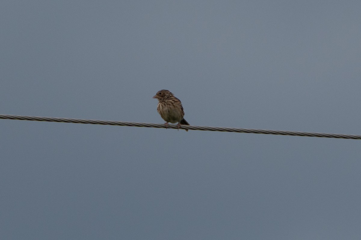 Vesper Sparrow - ML641028370