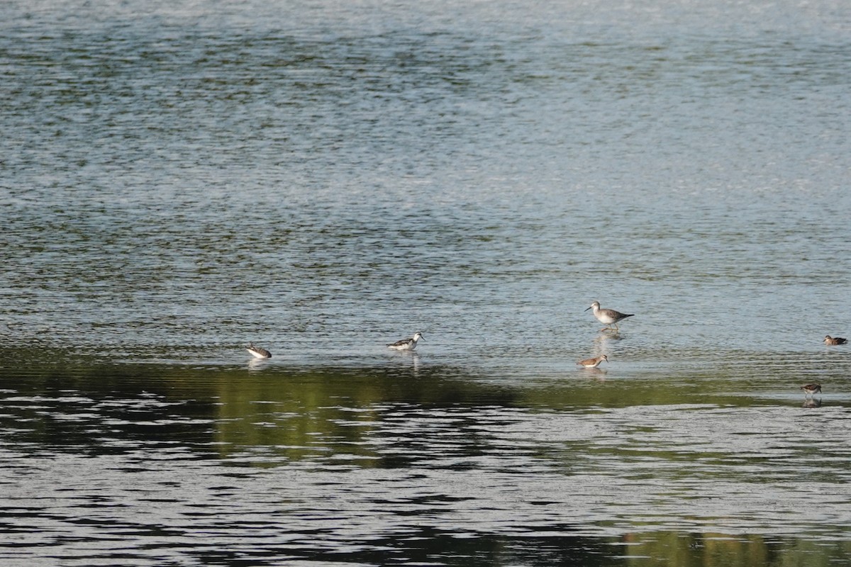 Red-necked Phalarope - ML641028382