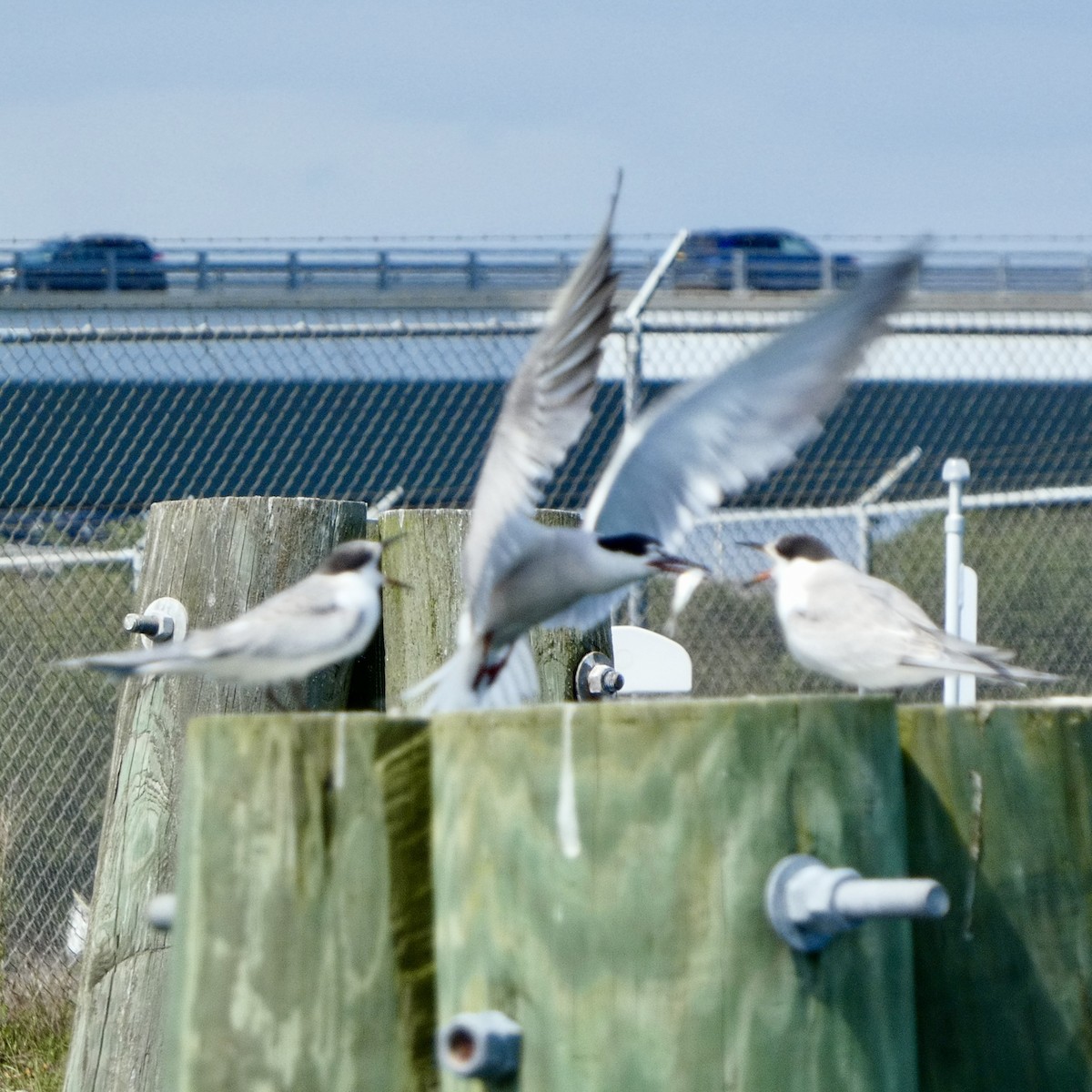 Common Tern - ML641028406