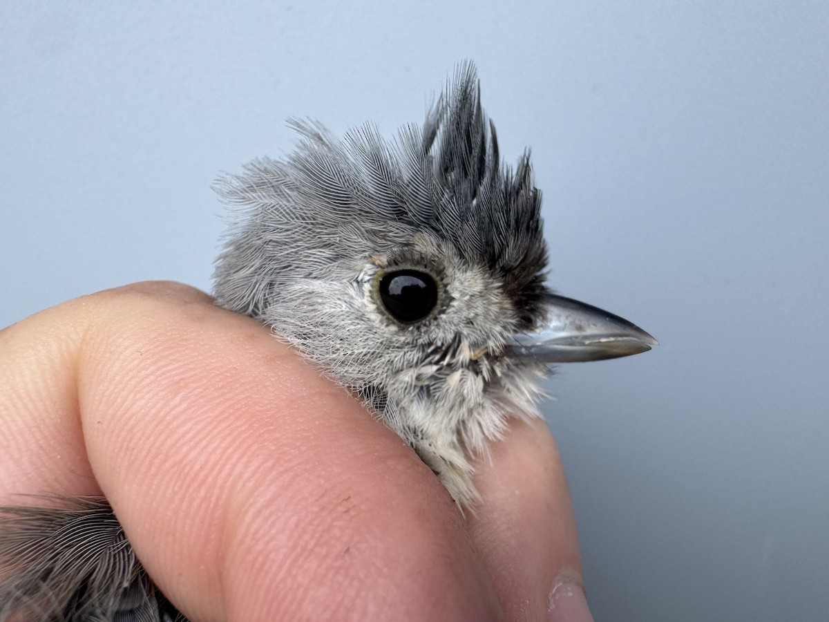 Tufted Titmouse - ML641028409