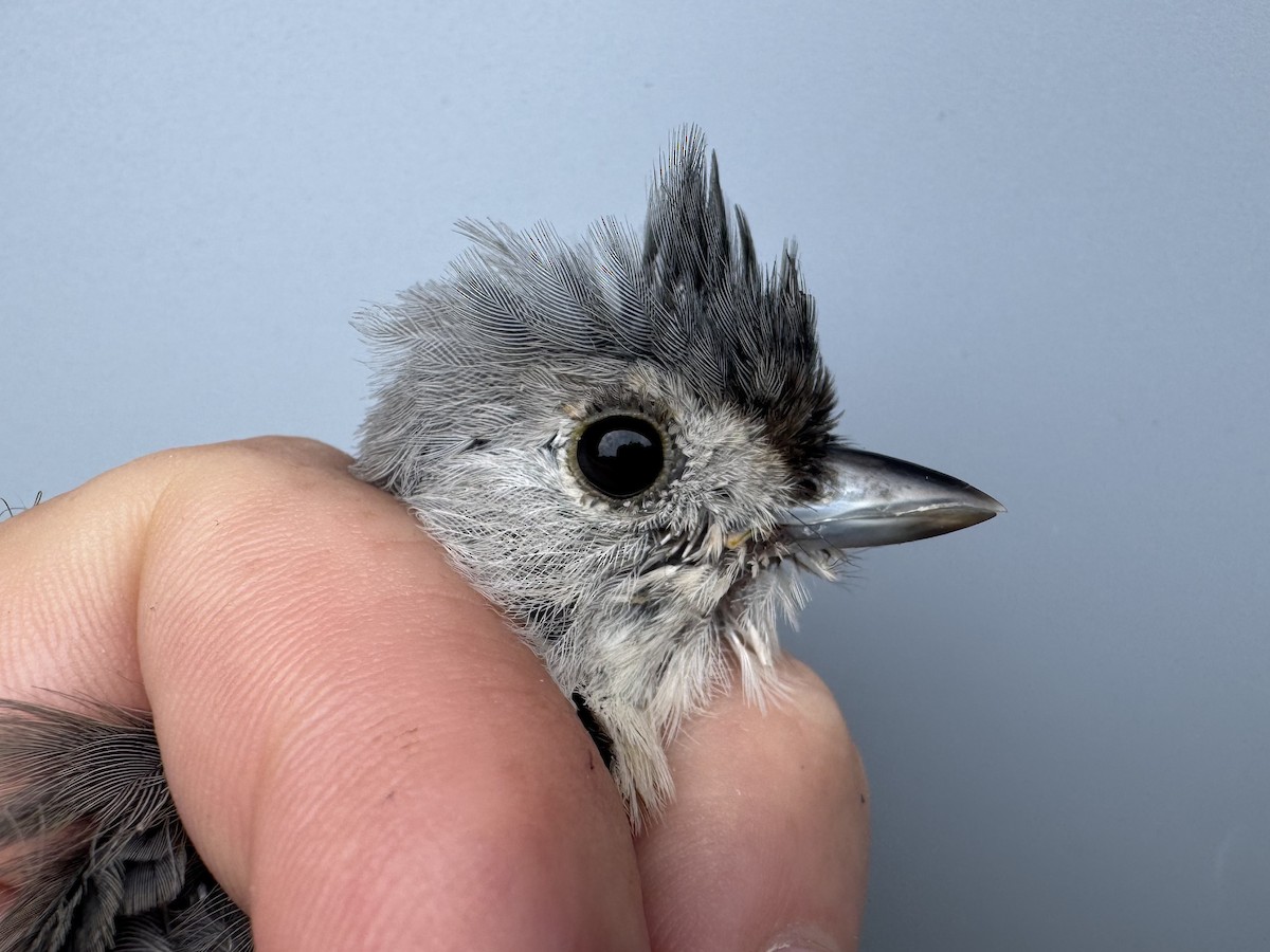 Tufted Titmouse - ML641028410