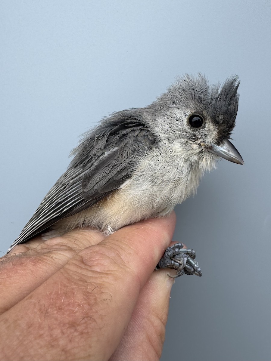 Tufted Titmouse - ML641028411