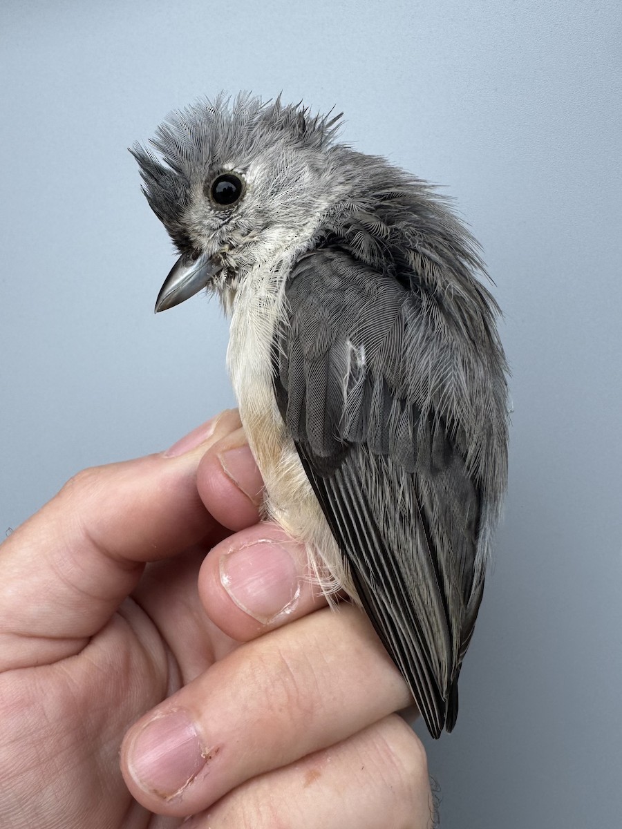 Tufted Titmouse - ML641028412