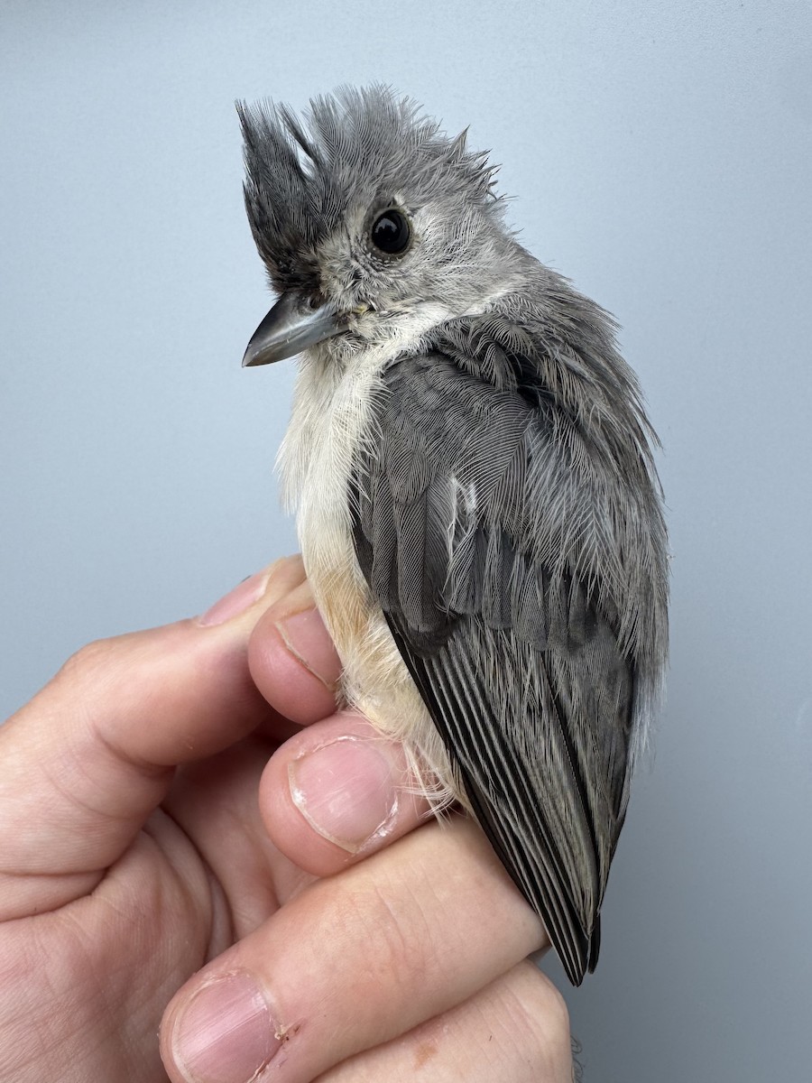 Tufted Titmouse - ML641028413