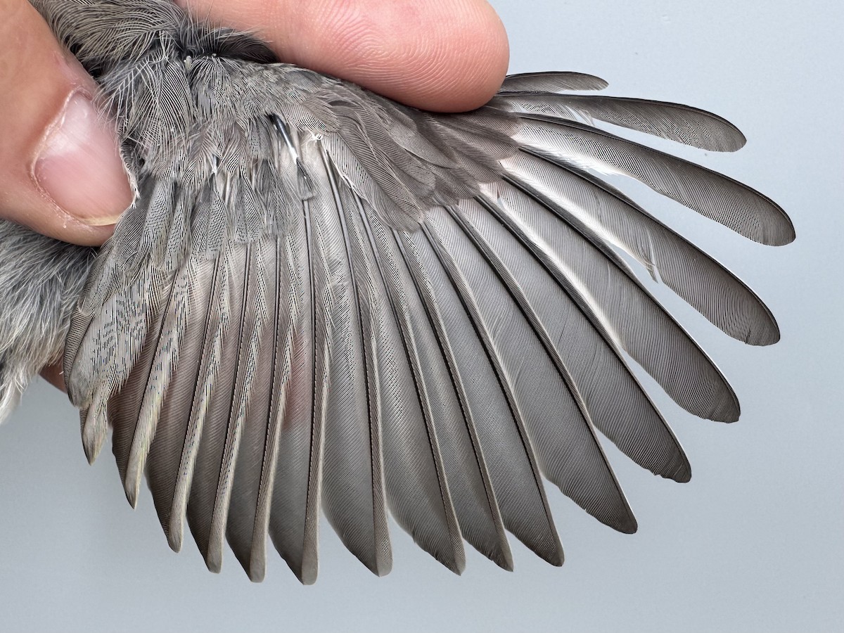 Tufted Titmouse - ML641028414