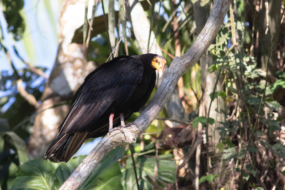 Greater Yellow-headed Vulture - ML641028420