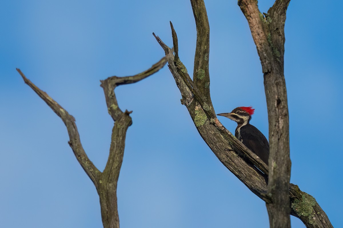 Pileated Woodpecker - ML641028429