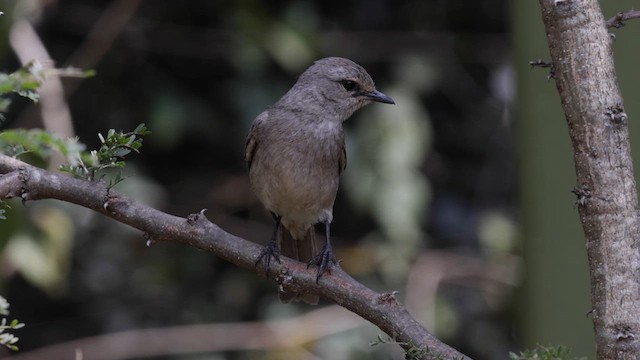 African Gray Flycatcher - ML641028440