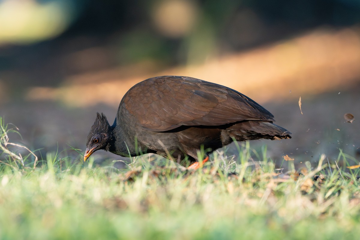 Orange-footed Megapode - ML641028454