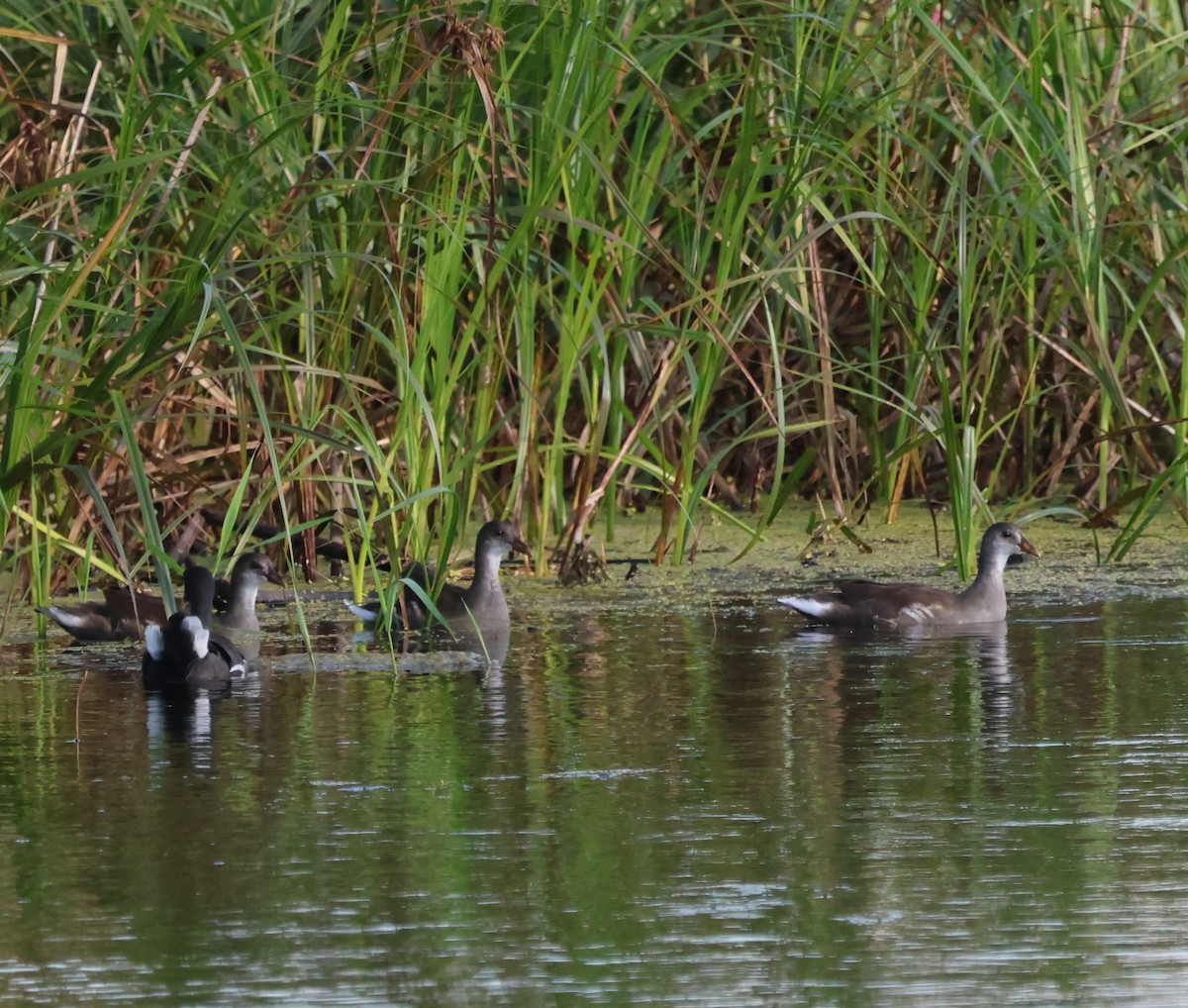 Common Gallinule - ML641028526