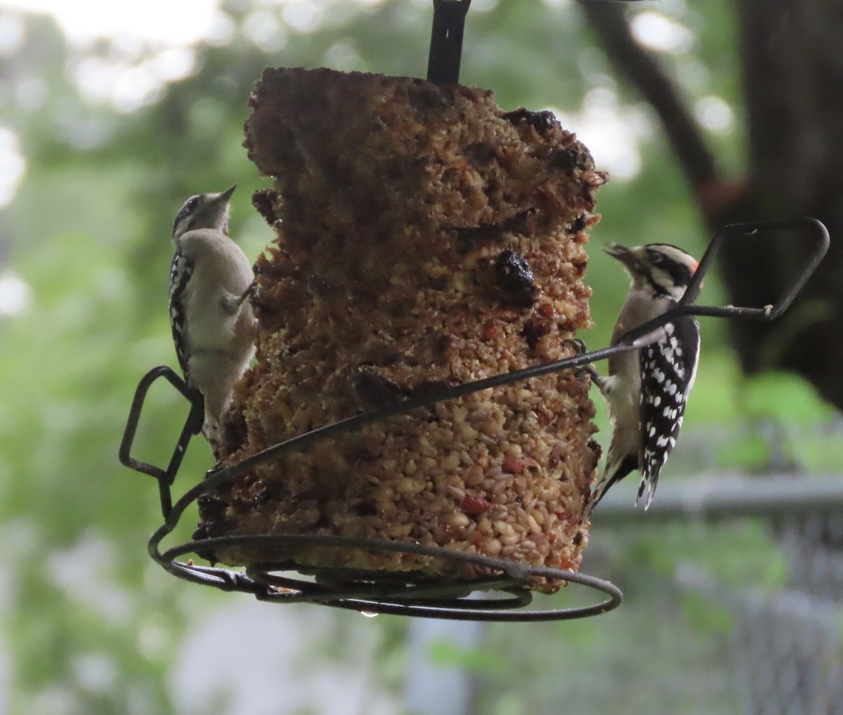 Downy Woodpecker - ML641028542