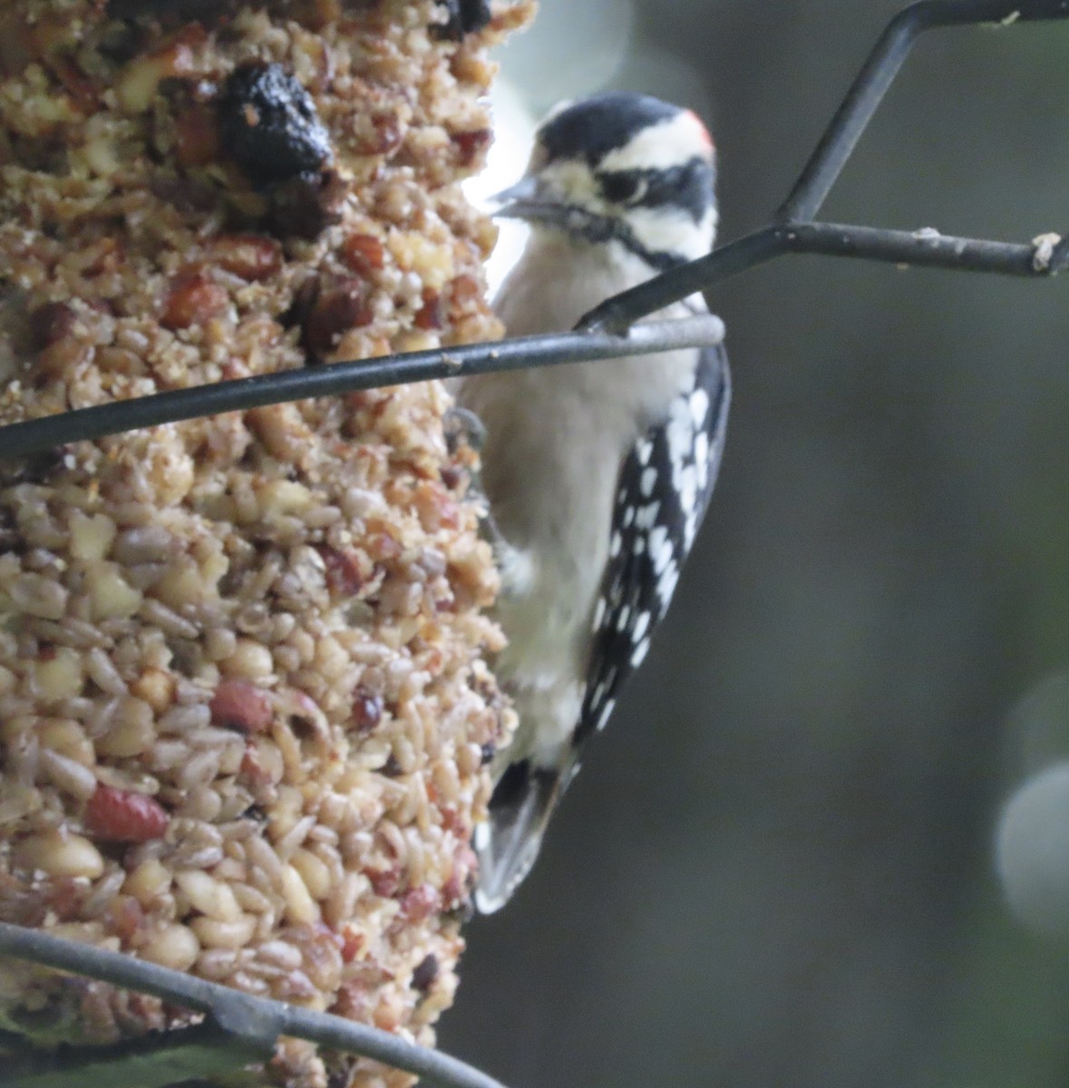 Downy Woodpecker - ML641028543
