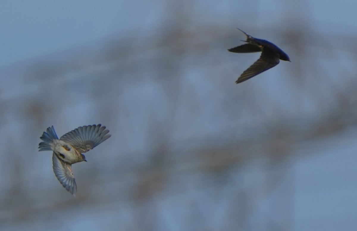 Eastern Bluebird - ML641028545