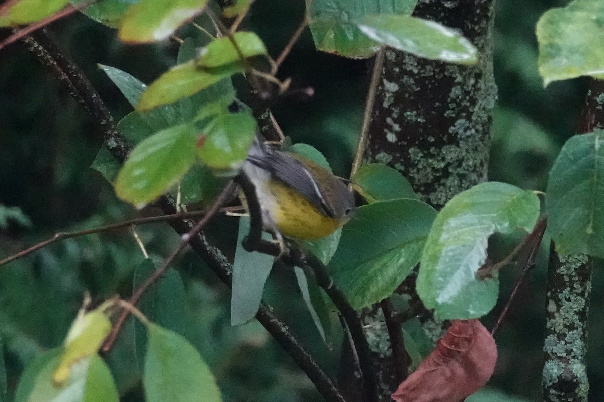 Magnolia Warbler - ML641028566