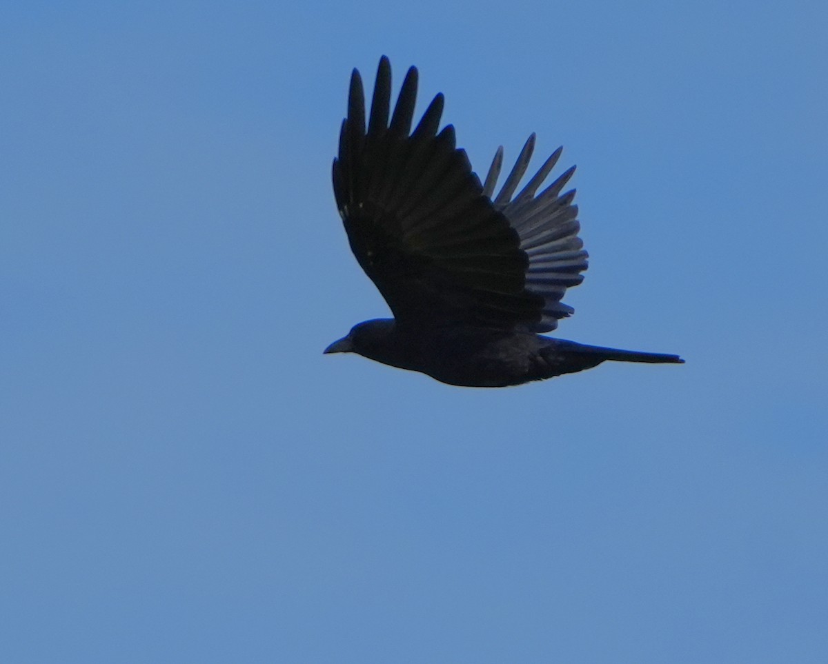 American Crow - ML641028567