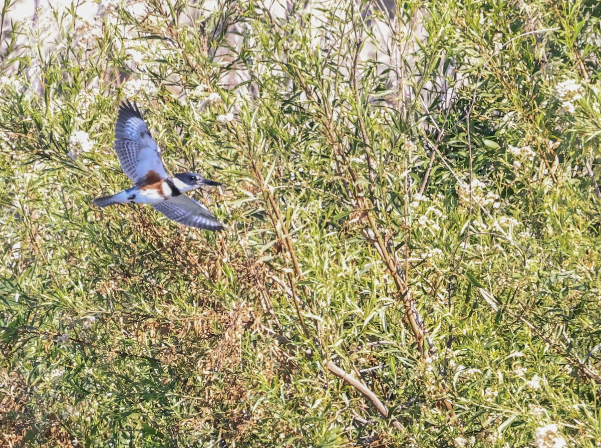Belted Kingfisher - ML641028568
