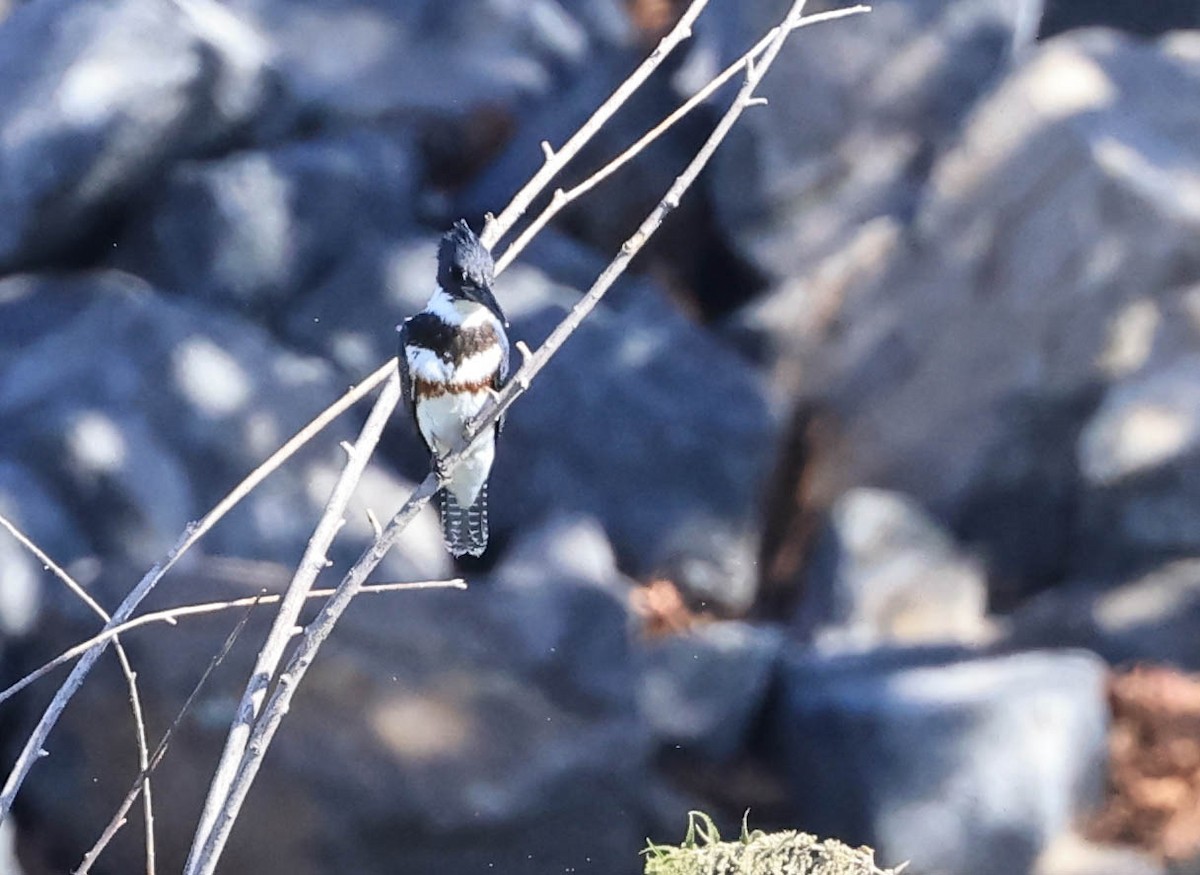 Belted Kingfisher - ML641028572
