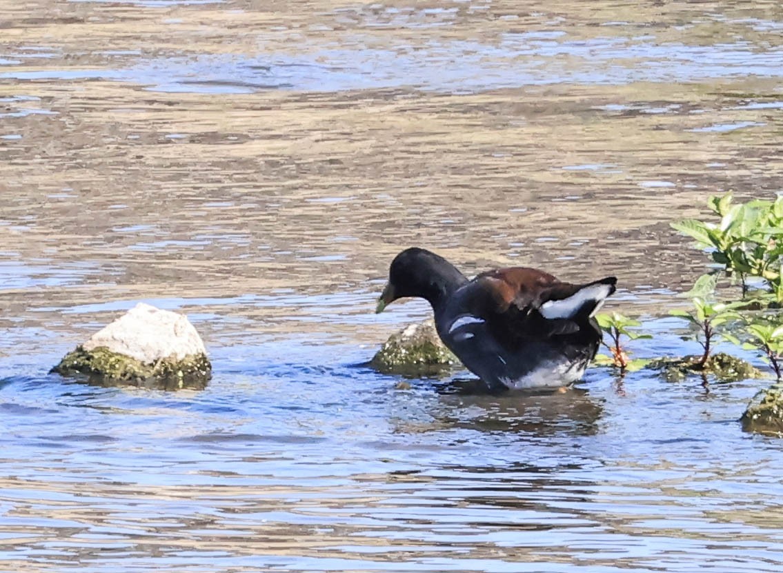 Common Gallinule - ML641028585