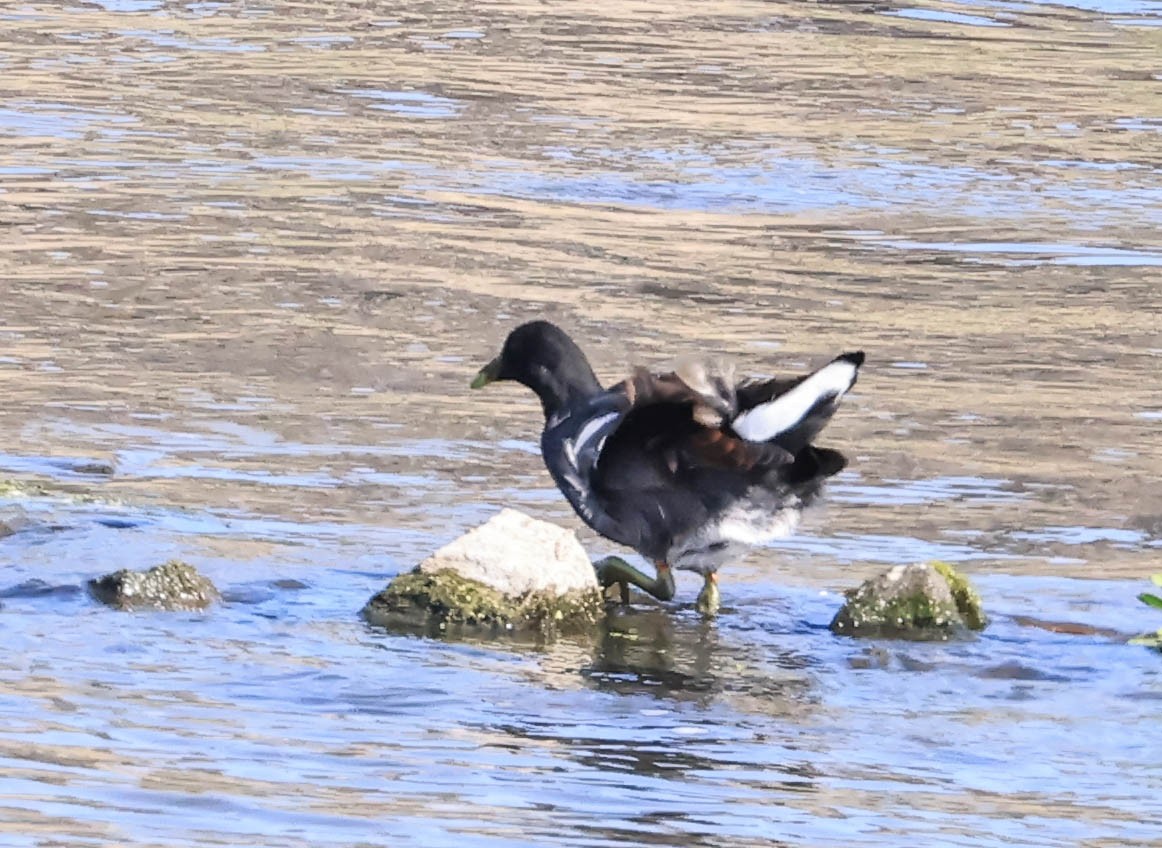 Common Gallinule - ML641028587