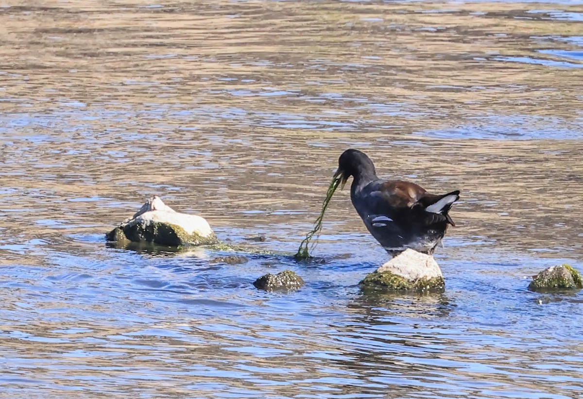 Common Gallinule - ML641028589
