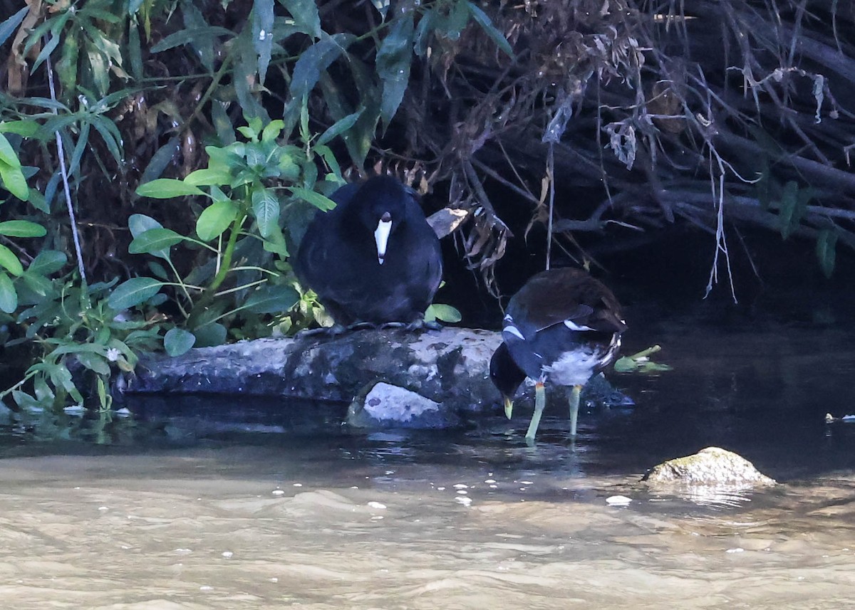 Common Gallinule - ML641028591