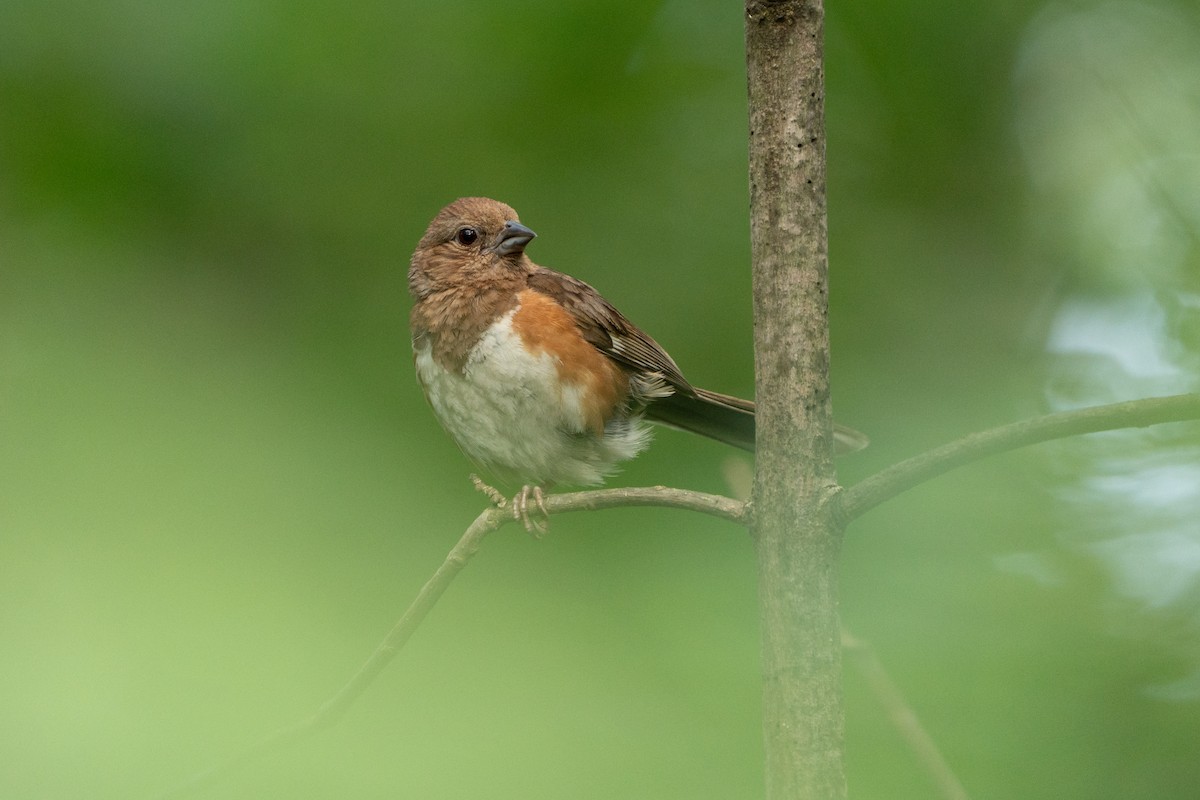Eastern Towhee - ML641028604