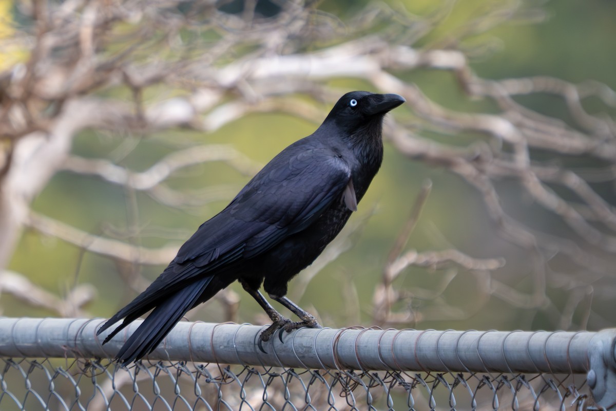 Forest Raven - ML641028605