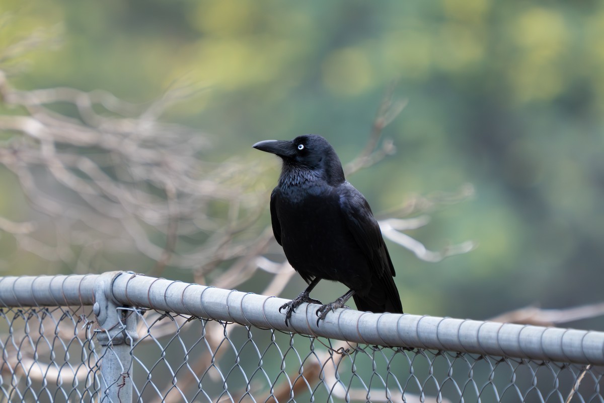 Forest Raven - ML641028606