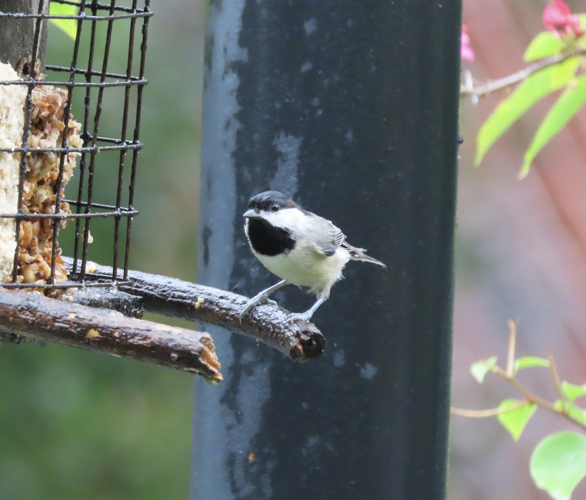 Carolina Chickadee - ML641028640
