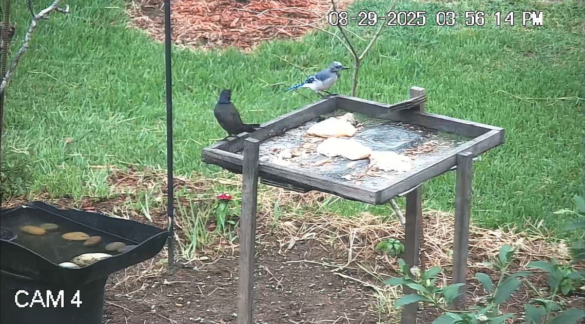 Blue Jay - ML641028644