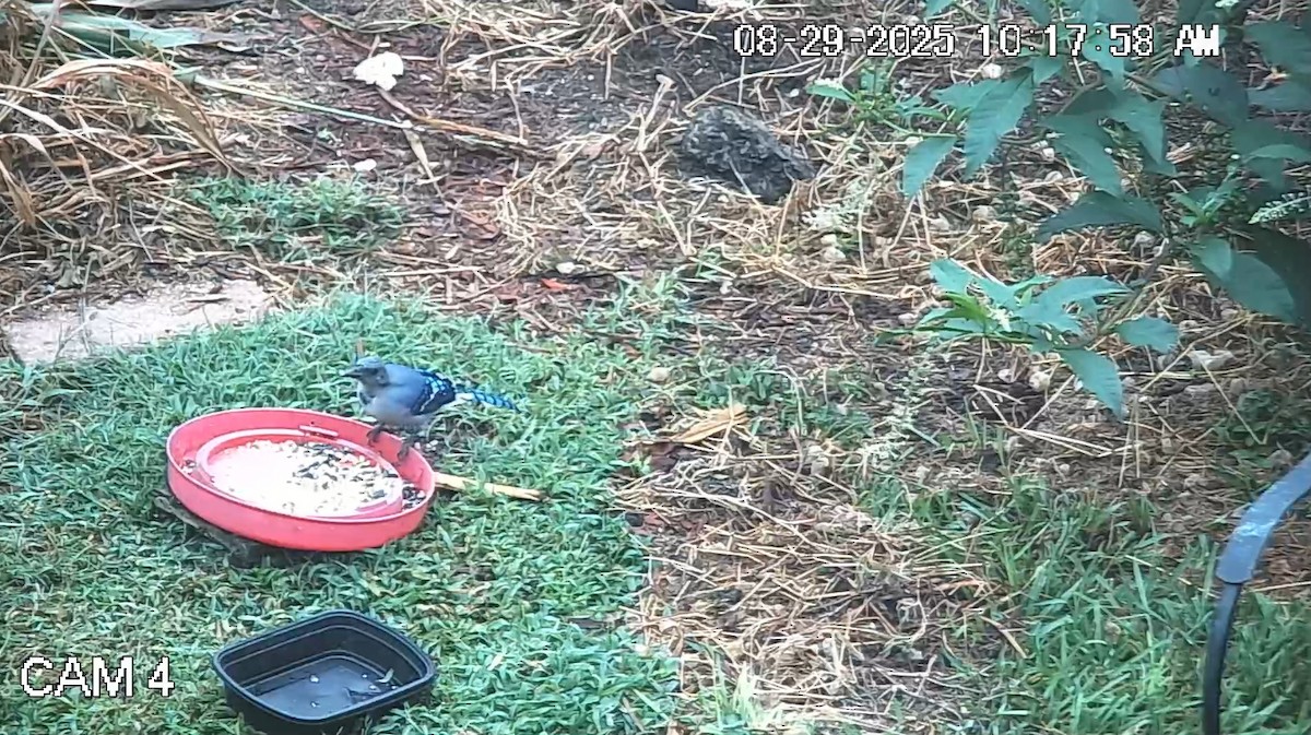 Blue Jay - ML641028645