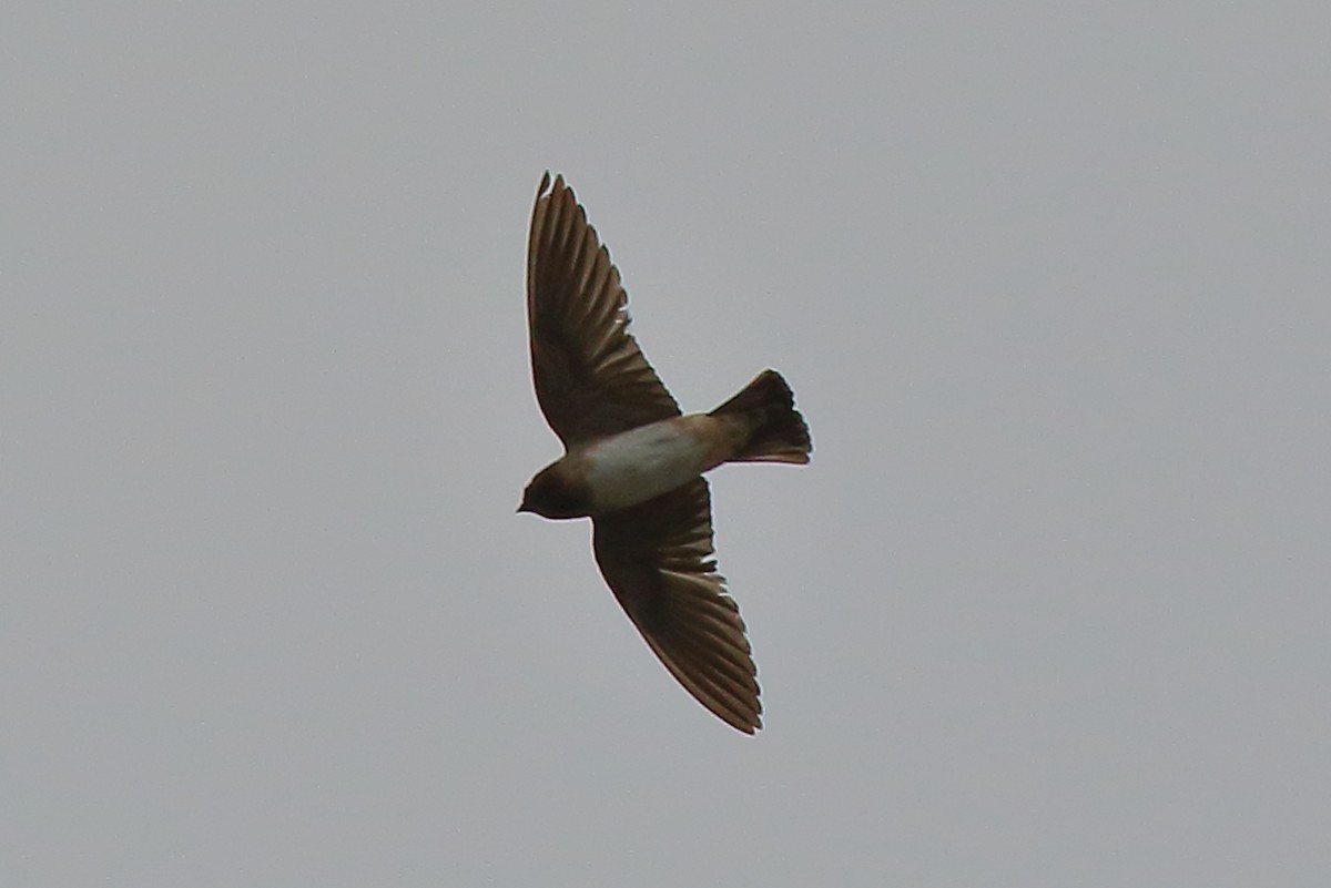 Cliff Swallow - ML641028652