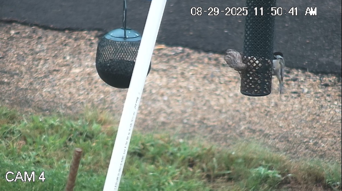 Carolina Chickadee - ML641028659
