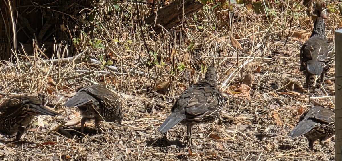 California Quail - ML641028662