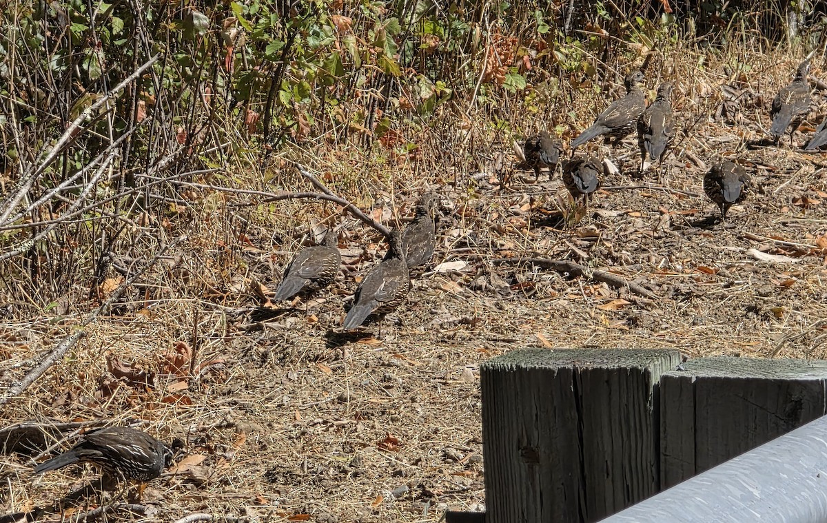 California Quail - ML641028663
